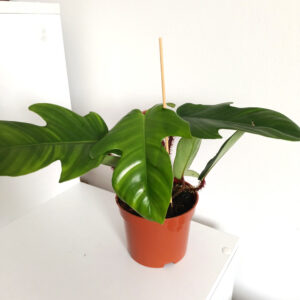 Filodendron Squamiferum