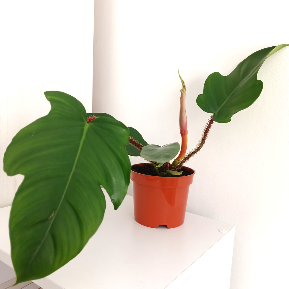 Filodendron Squamiferum