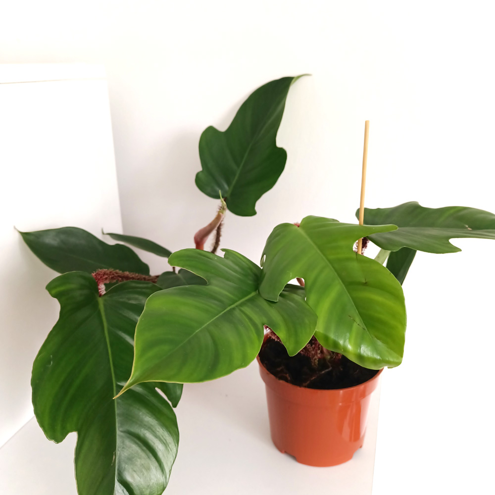 Filodendron Squamiferum