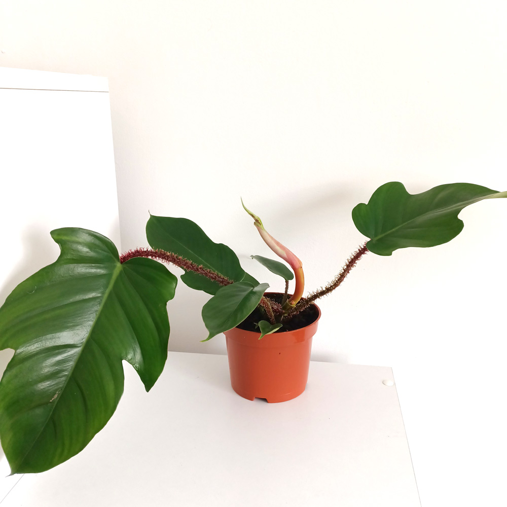 Filodendron Squamiferum