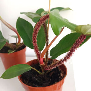 Filodendron Squamiferum