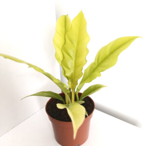 Filodendron Yellow Saw