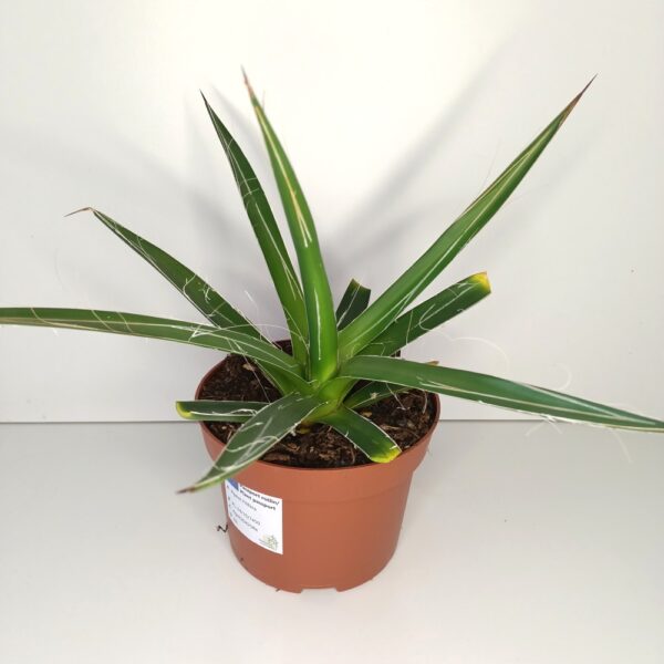 Agave Filifera IIgat
