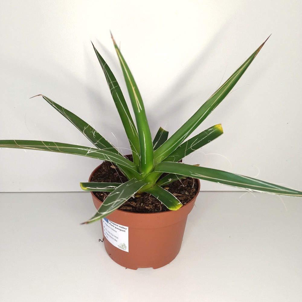 Agave Filifera IIgat