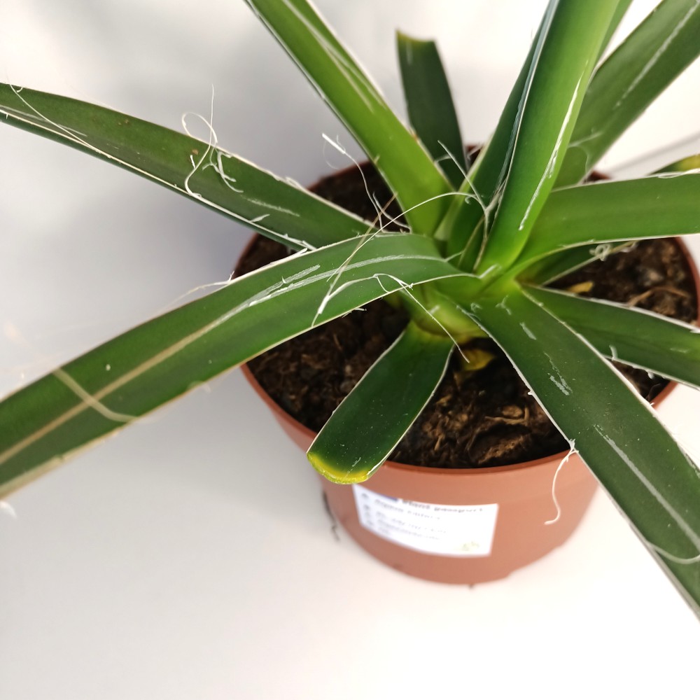 Agave Filifera IIgat