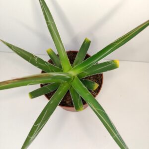 Agave Filifera IIgat