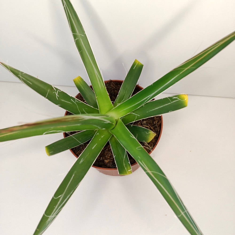 Agave Filifera IIgat