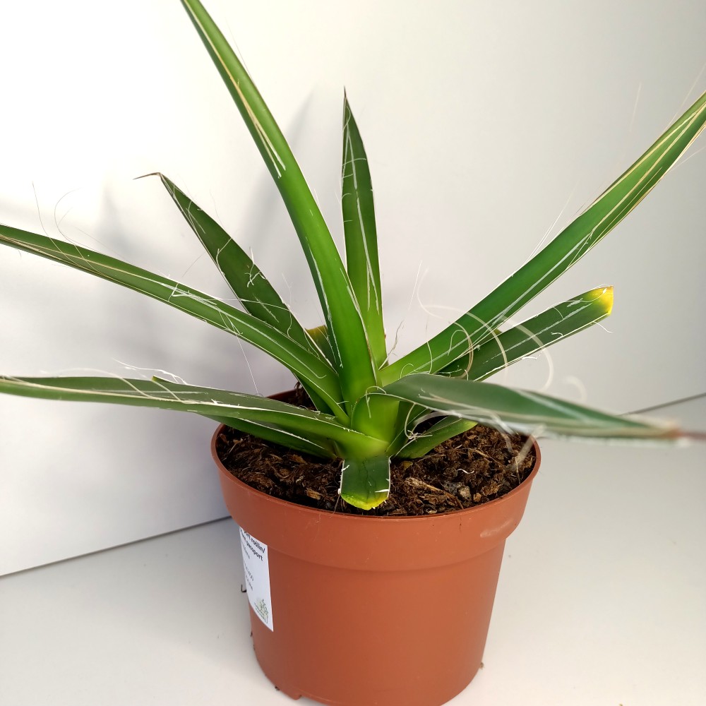 Agave Filifera IIgat