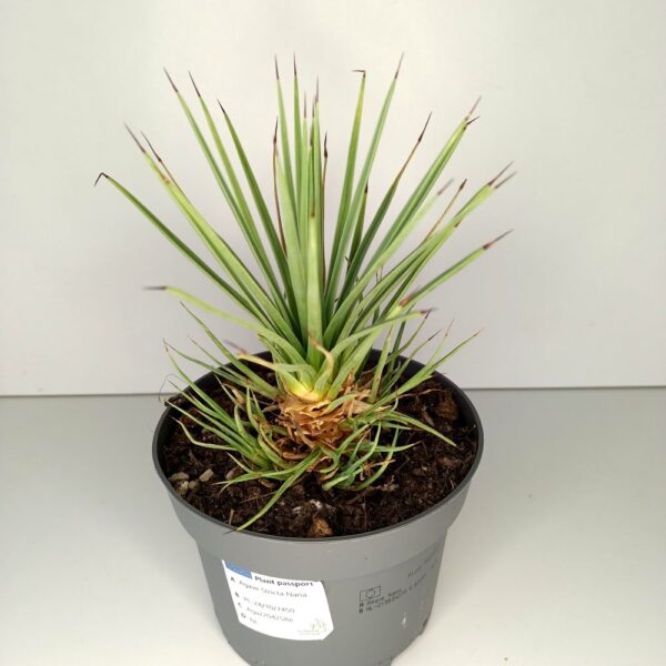 Agave Stricta Nana IIgat