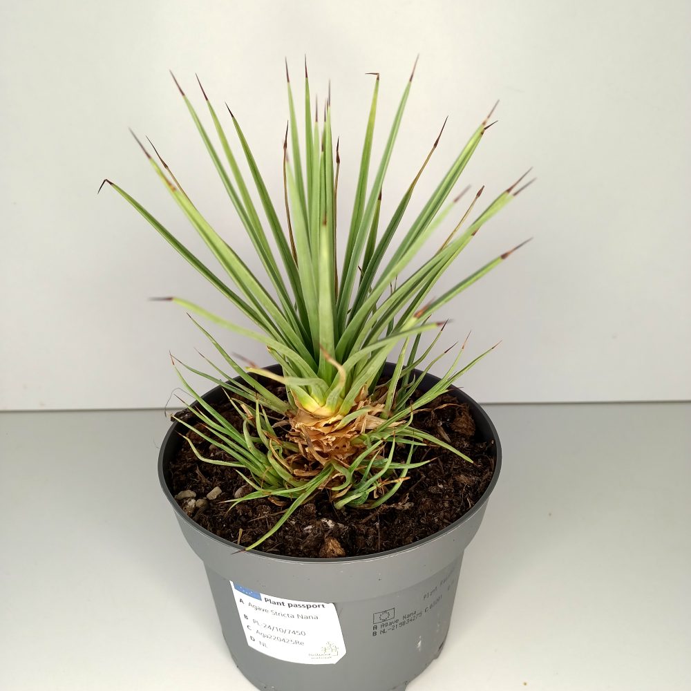 Agave Stricta Nana IIgat