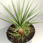 Agave Stricta Nana IIgat