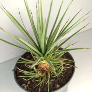 Agave Stricta Nana IIgat