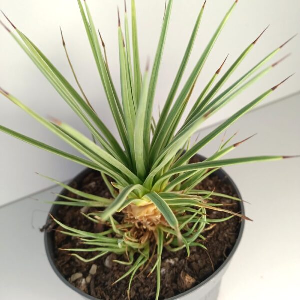 Agave Stricta Nana IIgat