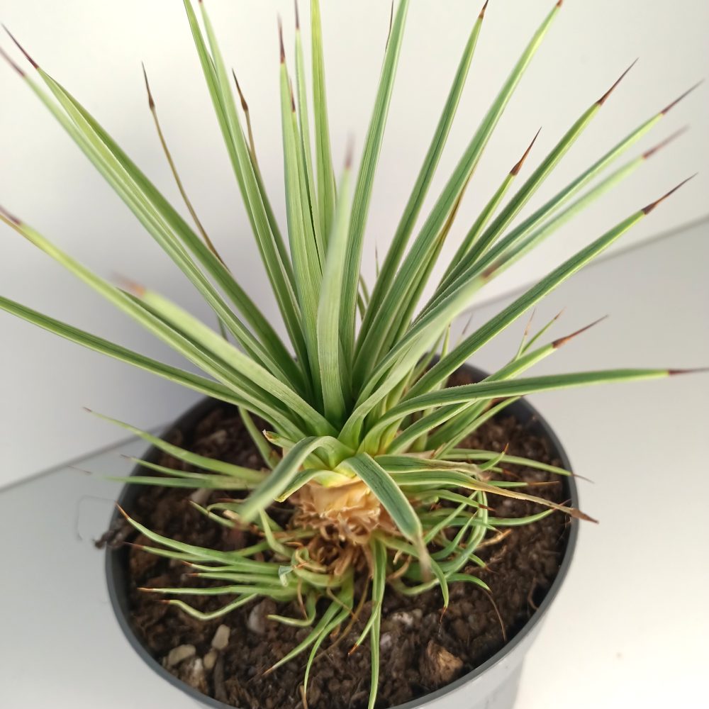 Agave Stricta Nana IIgat