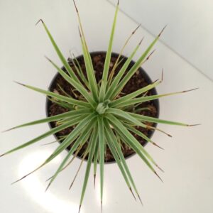 Agave Stricta Nana IIgat
