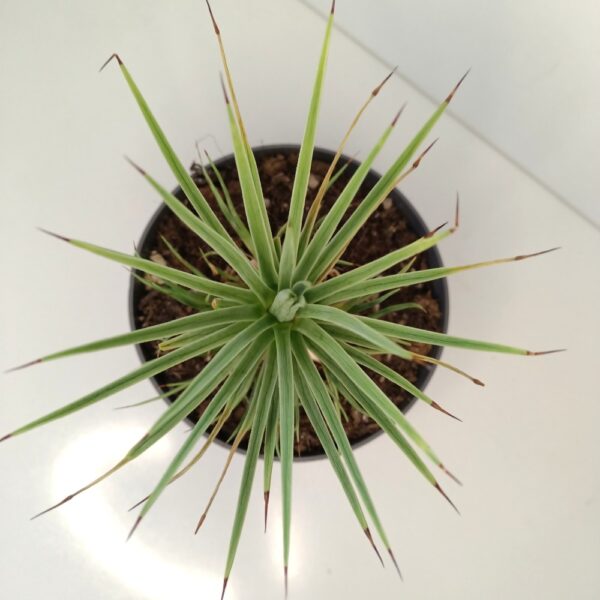 Agave Stricta Nana IIgat