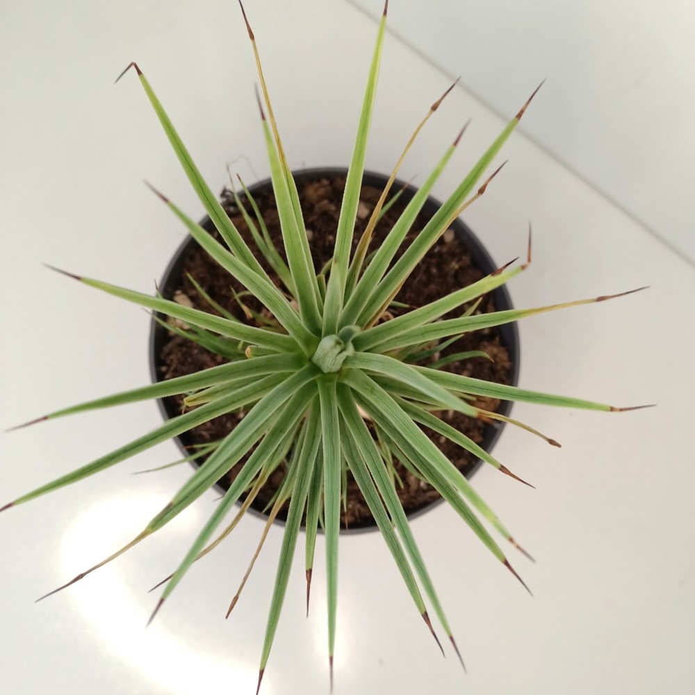 Agave Stricta Nana IIgat