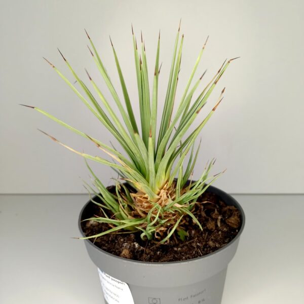 Agave Stricta Nana IIgat