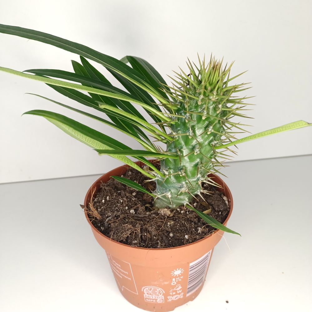 Pachypodium lamerei IIgat