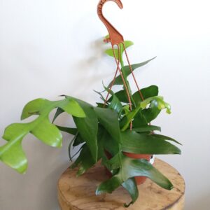 Epiphyllum chrysocardium