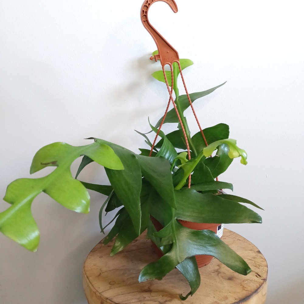 Epiphyllum chrysocardium