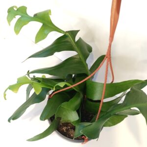 Epiphyllum chrysocardium