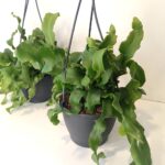 Epiphyllum guatemalense monstrosa (Kaktus storczykowy)