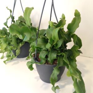 Epiphyllum guatemalense monstrosa (Kaktus storczykowy)