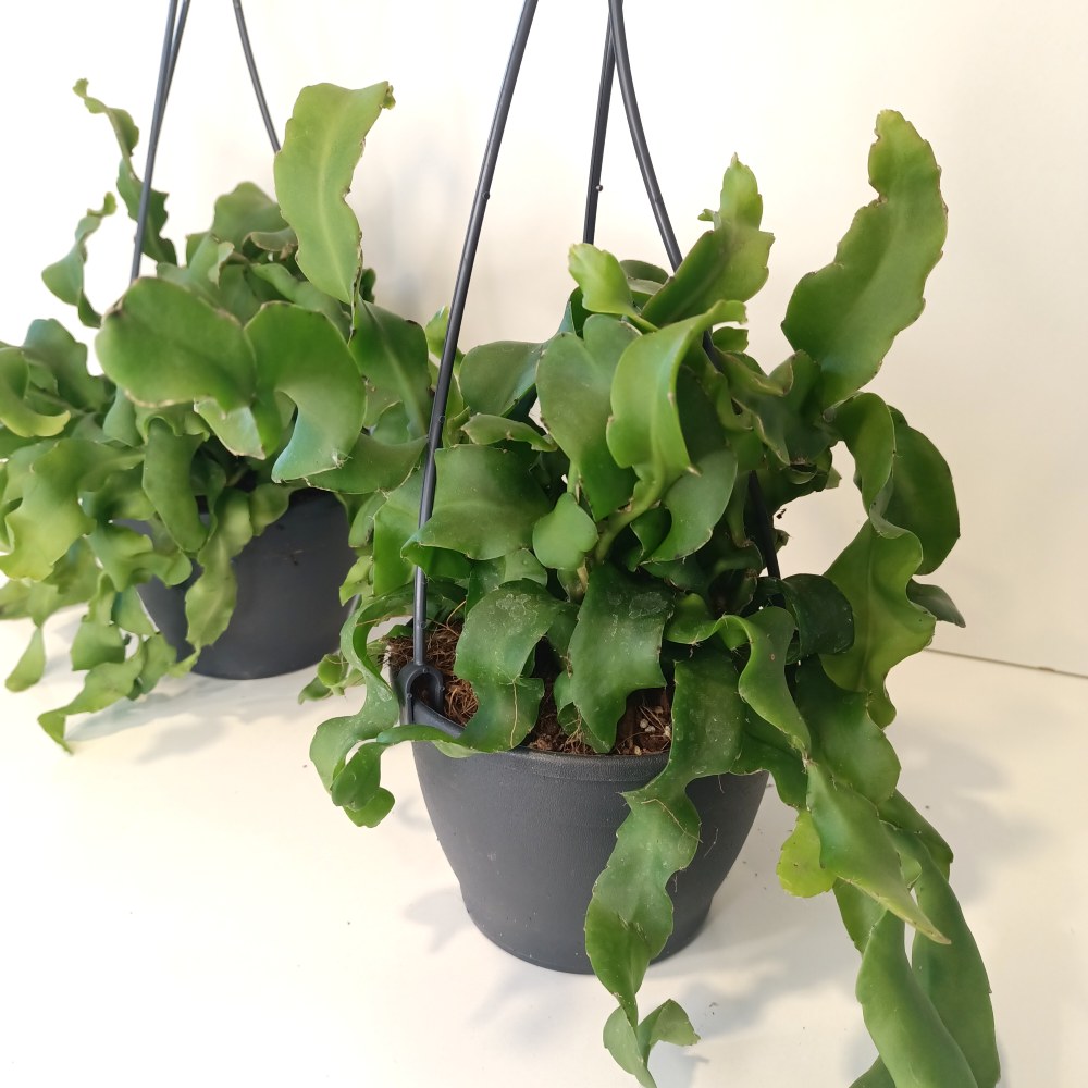 Epiphyllum guatemalense monstrosa (Kaktus storczykowy)