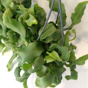 Epiphyllum guatemalense monstrosa (Kaktus storczykowy)