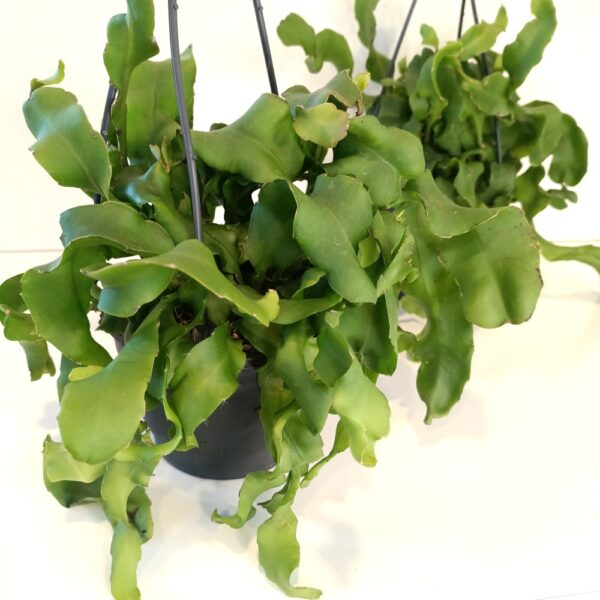 welcher dnger kirschlorbeer Purgrn Kirschlorbeer-Dnger 1 kg