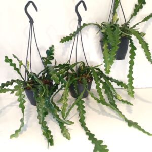 efeu setzen Efeu & Efeuhecke Sichtschutz kaufen, 200 cm Höhe, Bis Zu 30% Reduziert –  Efeuria, die Gartenhecken aus Efeu