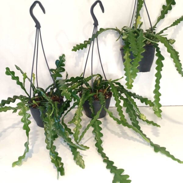 Epiphyllum anguliger -kaktus zygzak