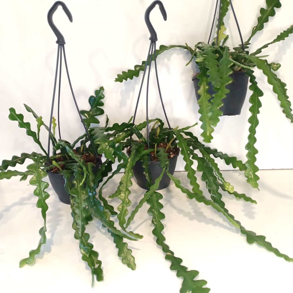 Epiphyllum anguliger -kaktus zygzak