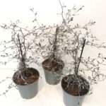 Corokia cotoneaster