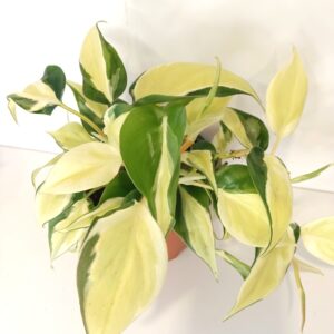 Filodendron scandens Rio