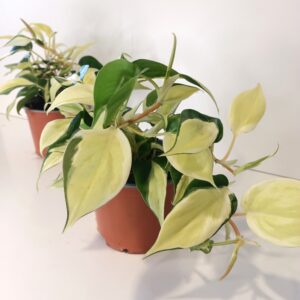 Filodendron scandens Rio