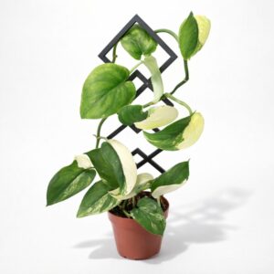 Jade Satin + podpora