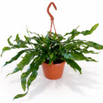 Microsorum Diversifolium