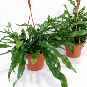 Microsorum Diversifolium