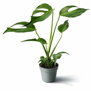 Monstera Burle Marx Flame