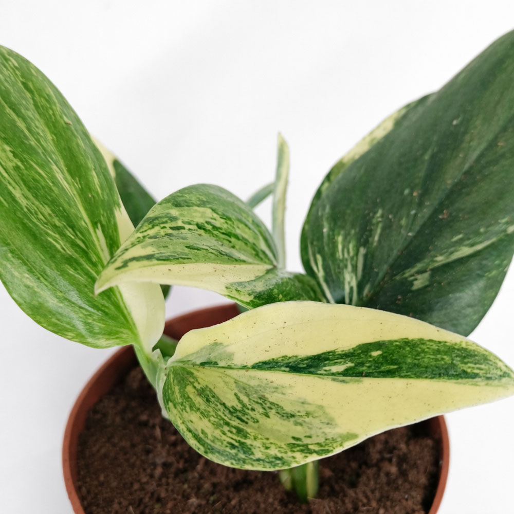 Monstera-Cobra-Yellow-variegata