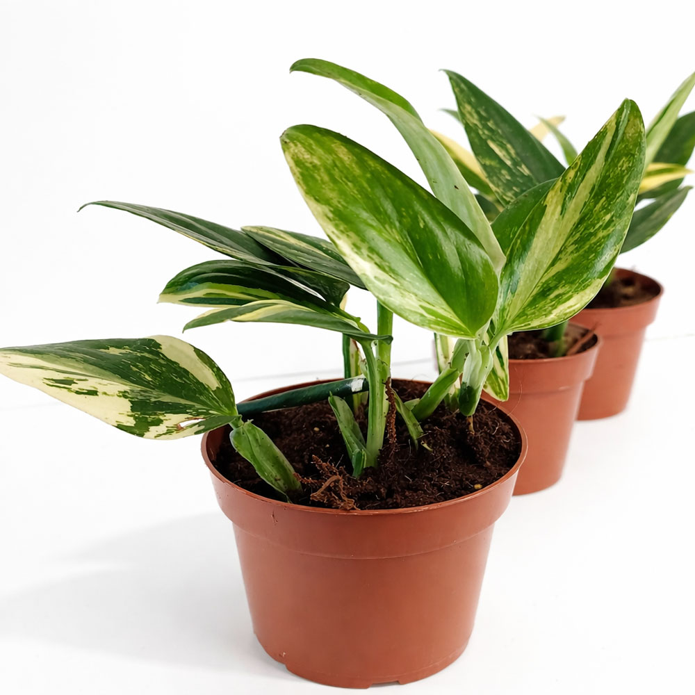 Monstera-Cobra-Yellow-variegata