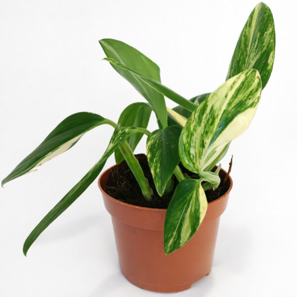 Monstera-Cobra-Yellow-variegata