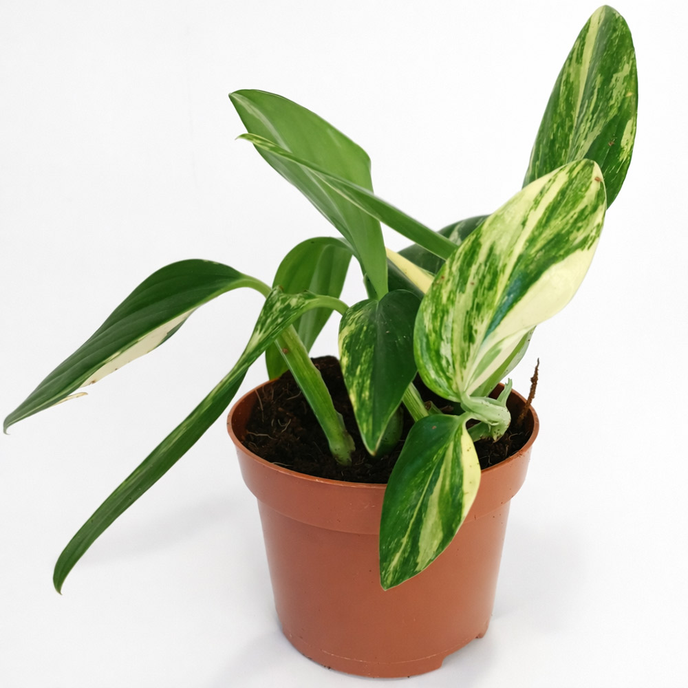 Monstera-Cobra-Yellow-variegata