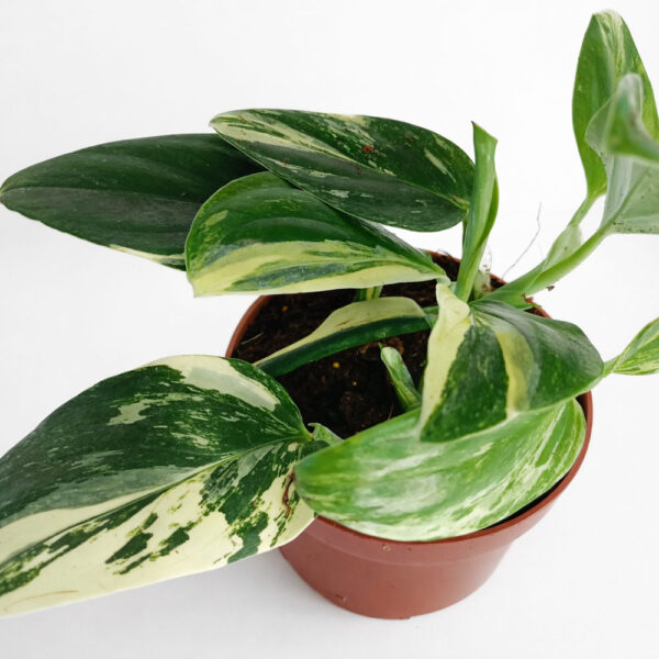 Monstera-Cobra-Yellow-variegata