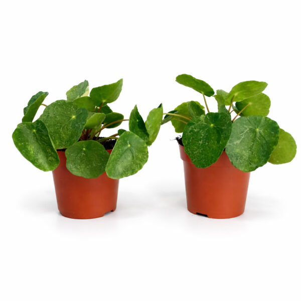 Pilea-Sugar