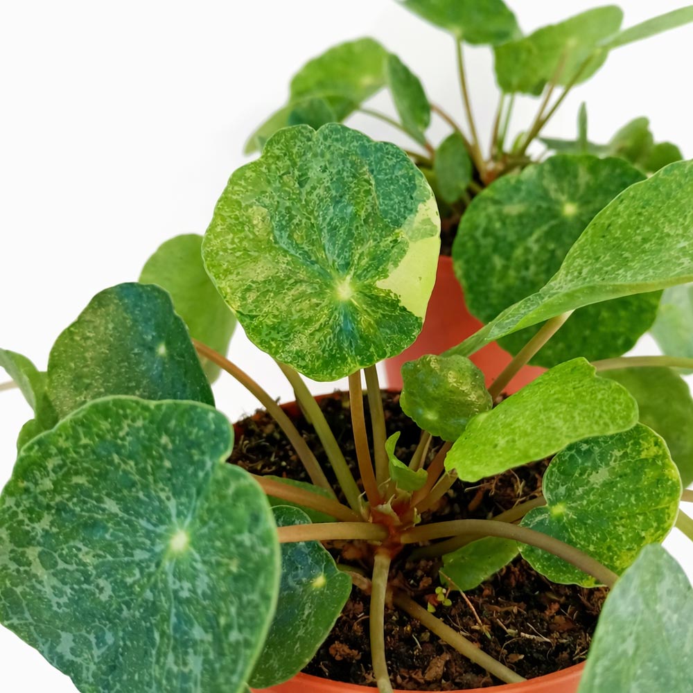 Pilea-Sugar
