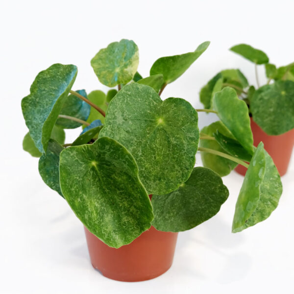 Pilea-Sugar
