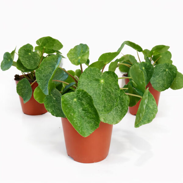 Pilea-Sugar